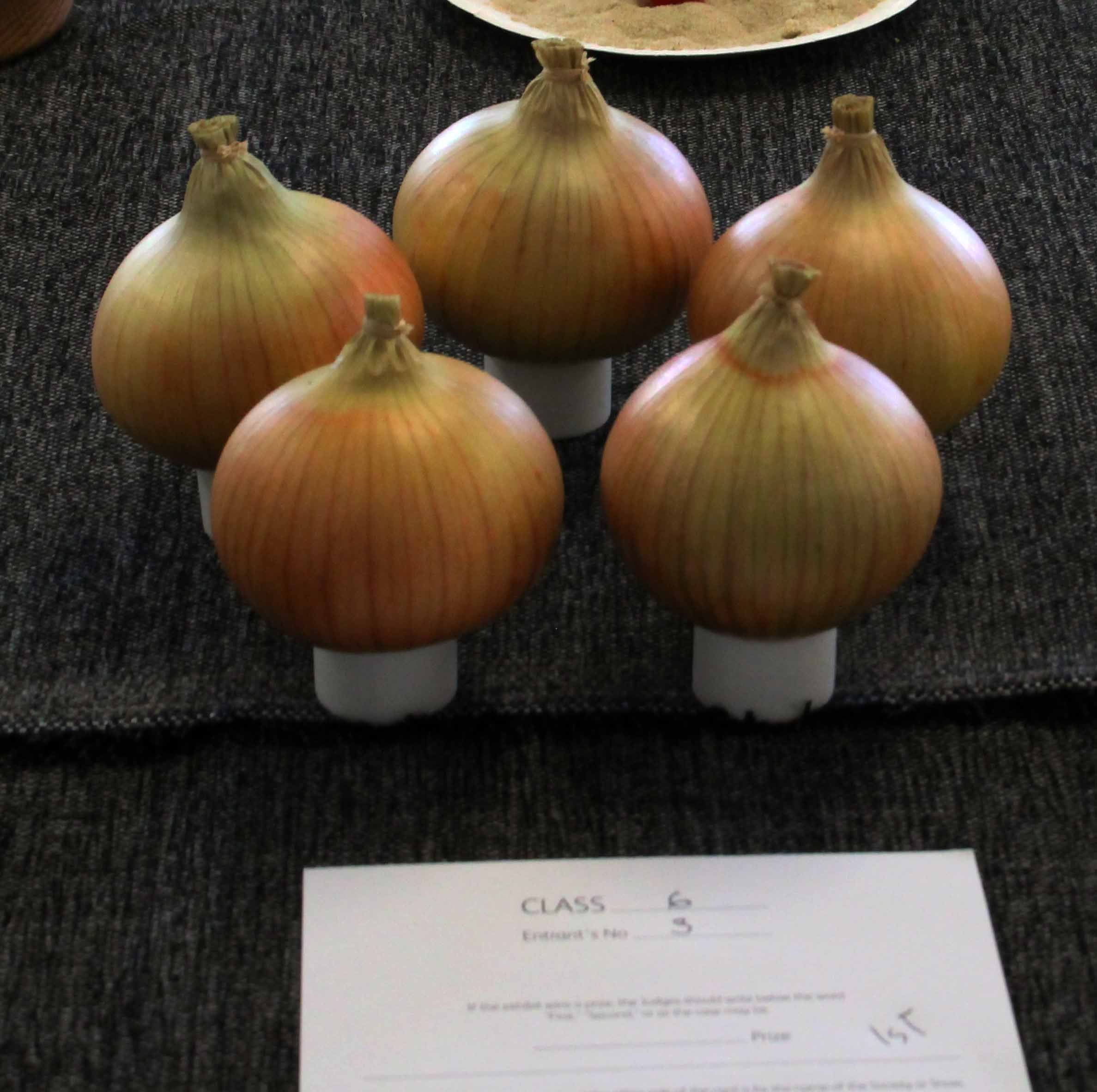 5 onions below 250g.jpg