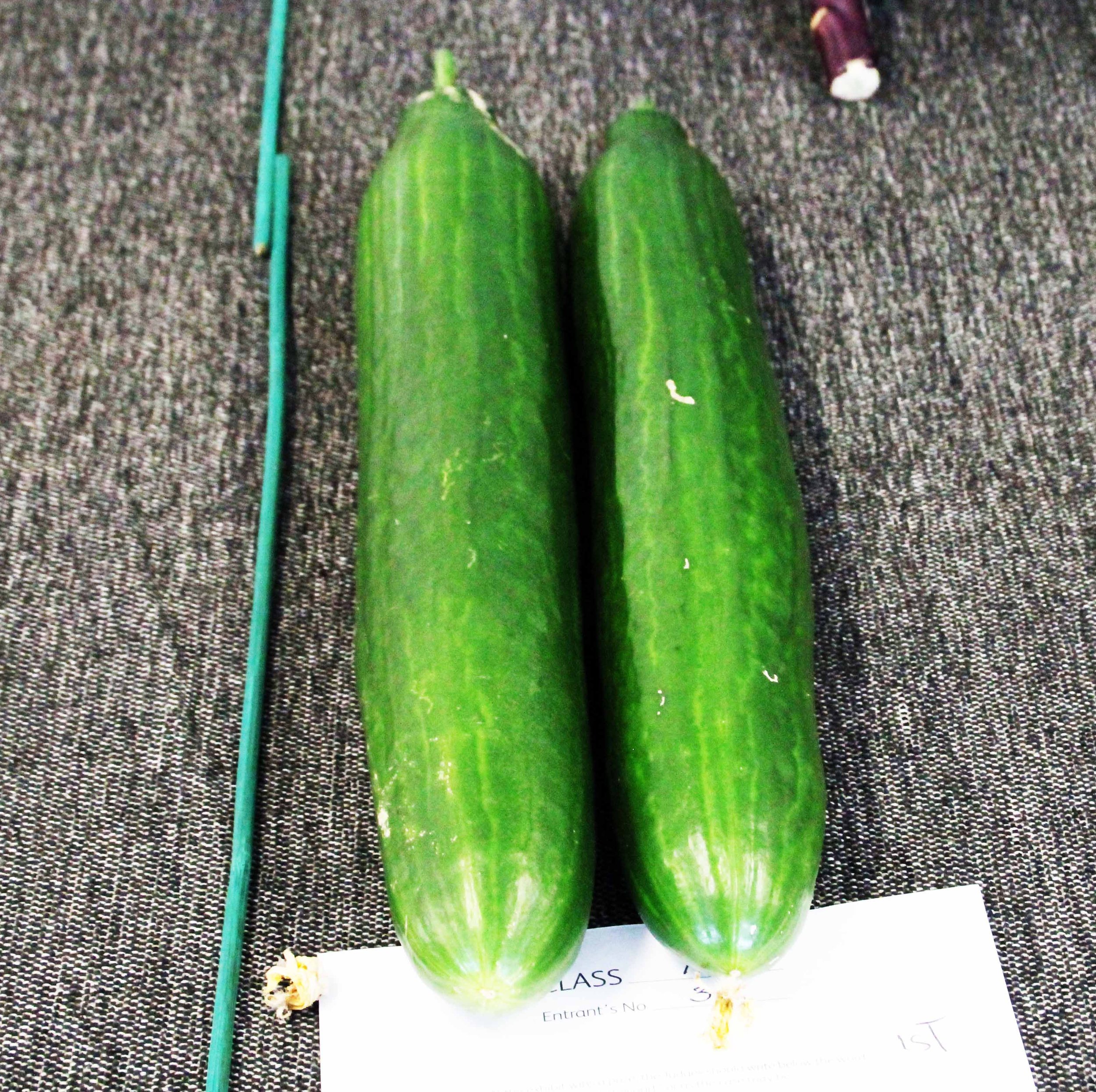A brace of cucumbers.jpg