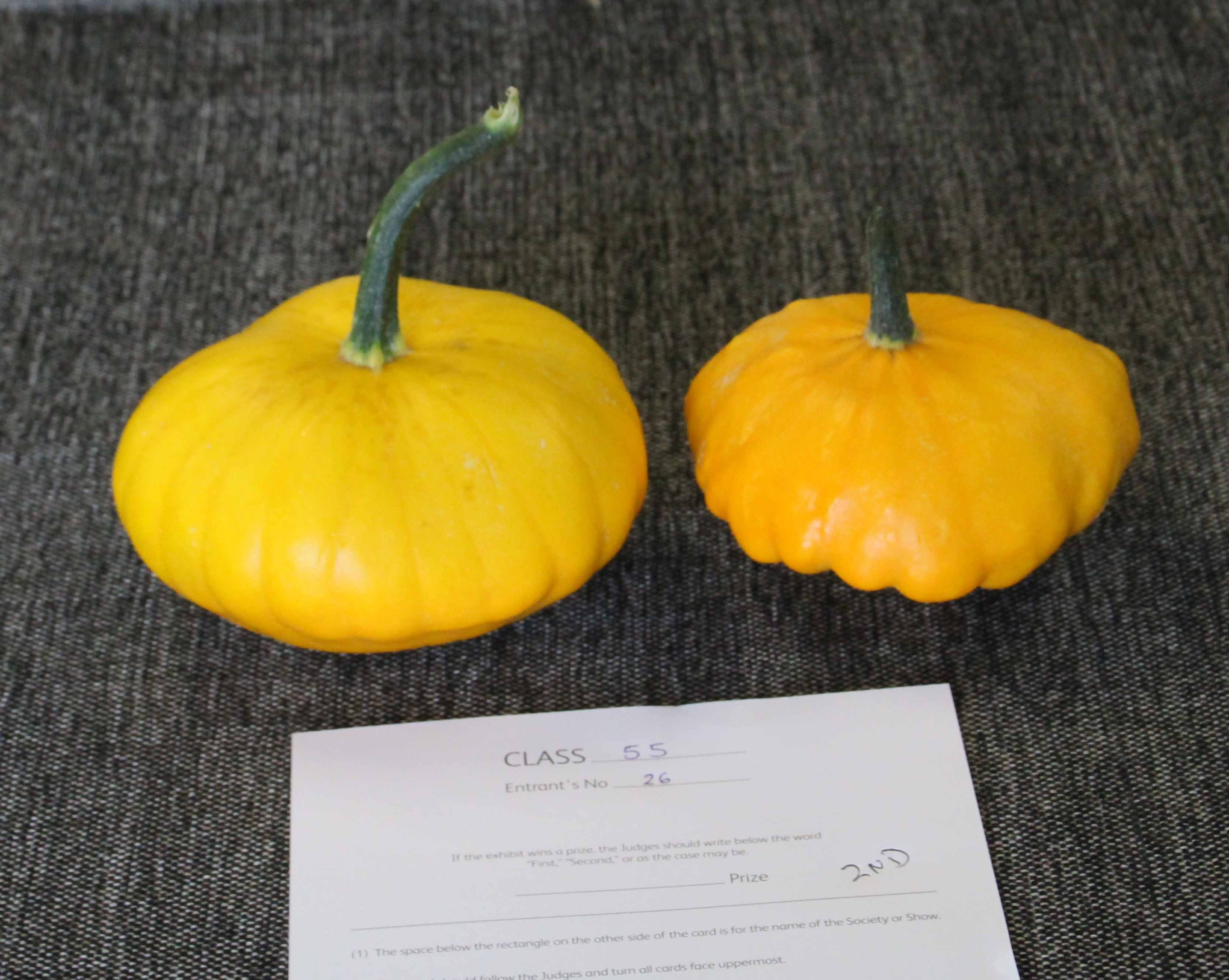 Squash - any other vegetables class.jpg
