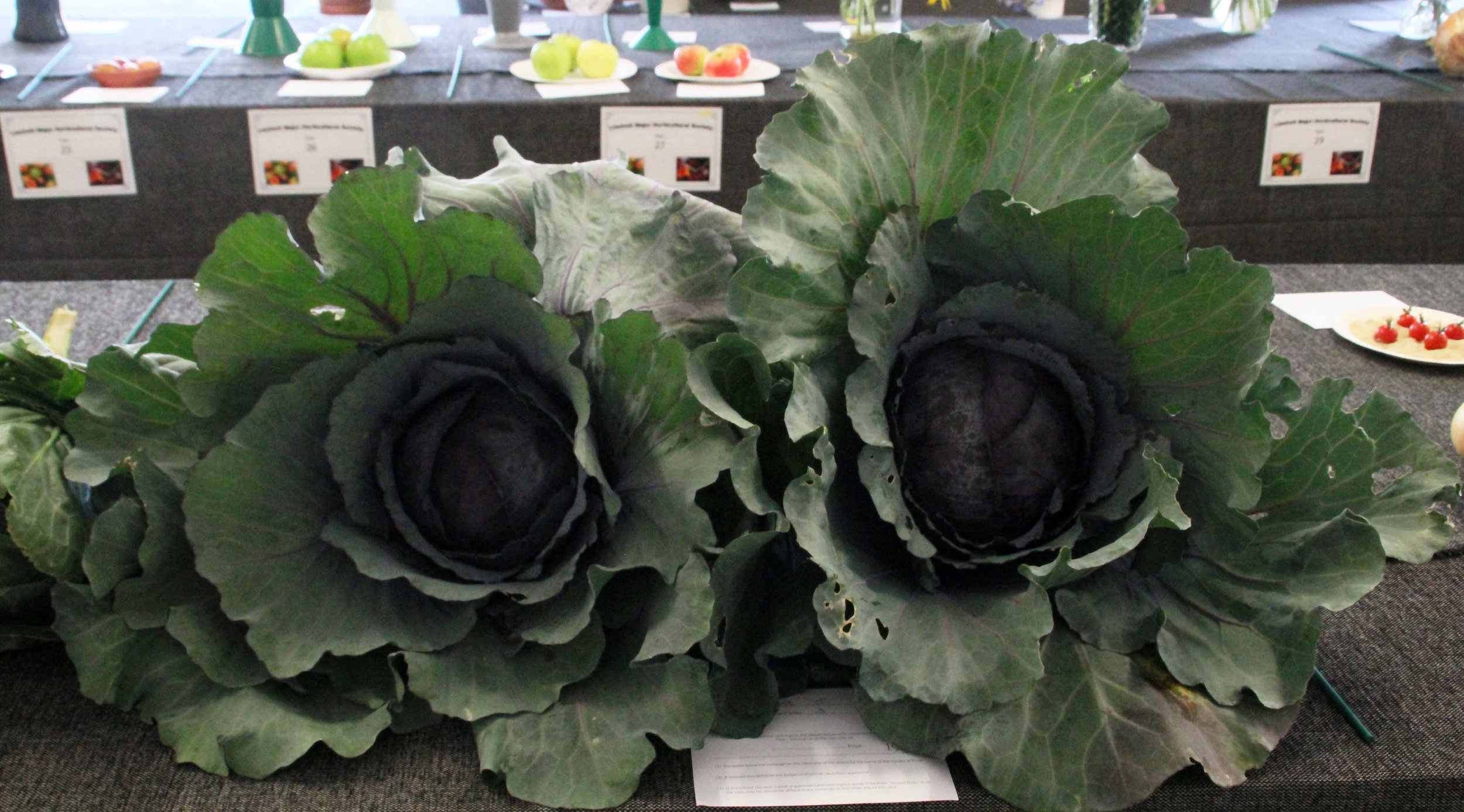 A pair of cabbages.jpg