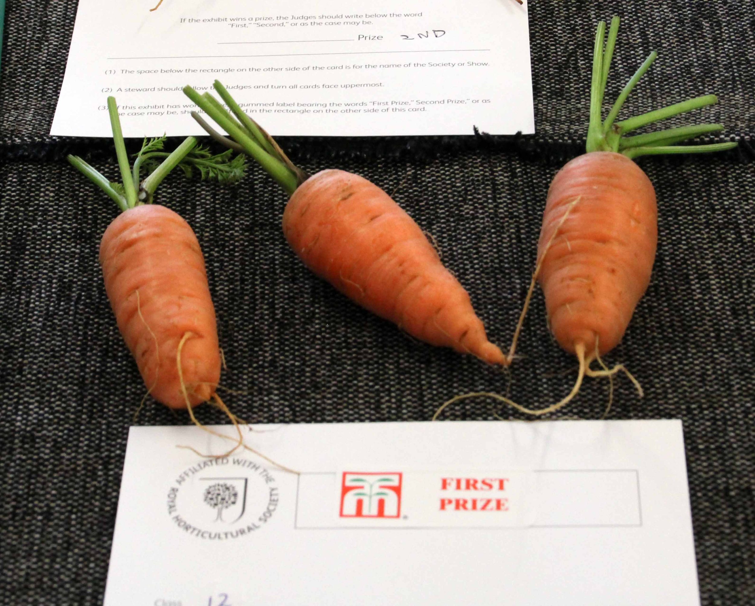 Carrots stump.jpg