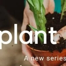 Plant Profile - Buddleja