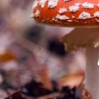 What's on in the Vale this month? 