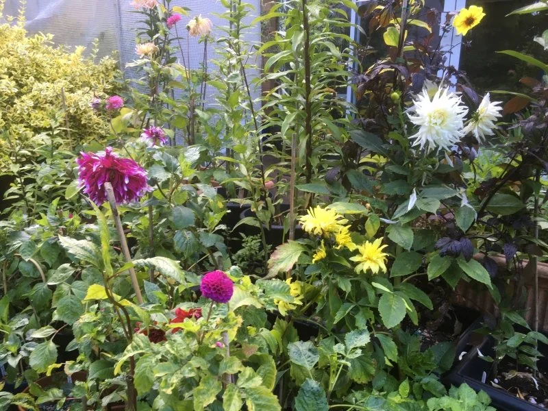 NGS openings this week 