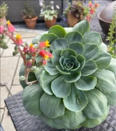 NGS openings this week 