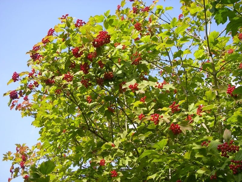 NGS Garden open this weekend 