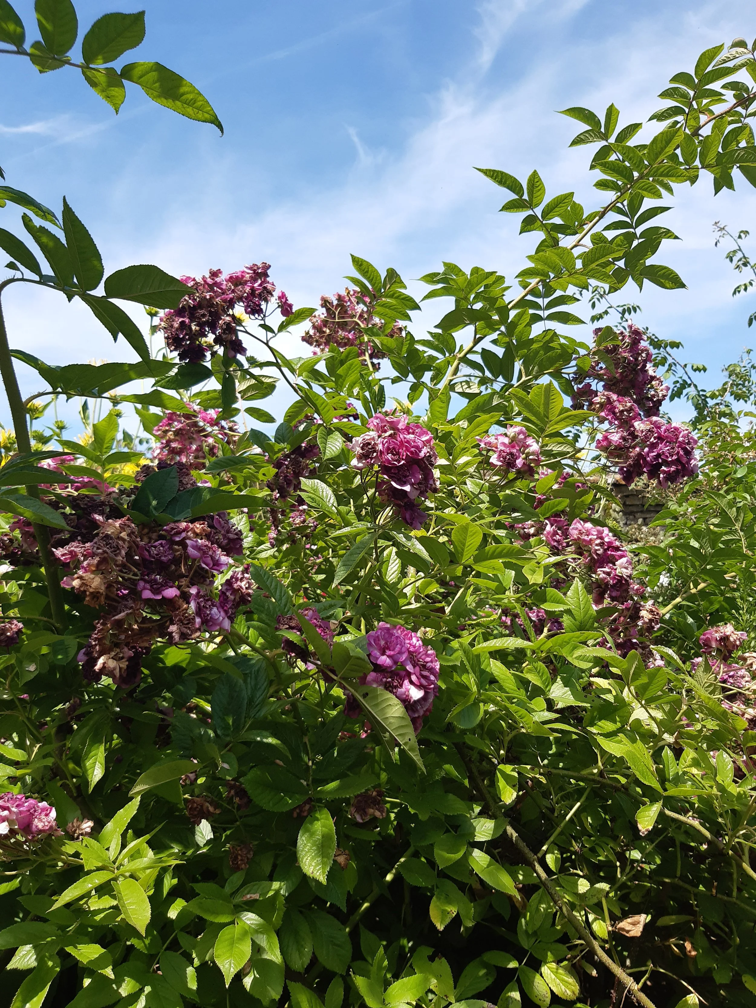 20260703_133236.jpg
