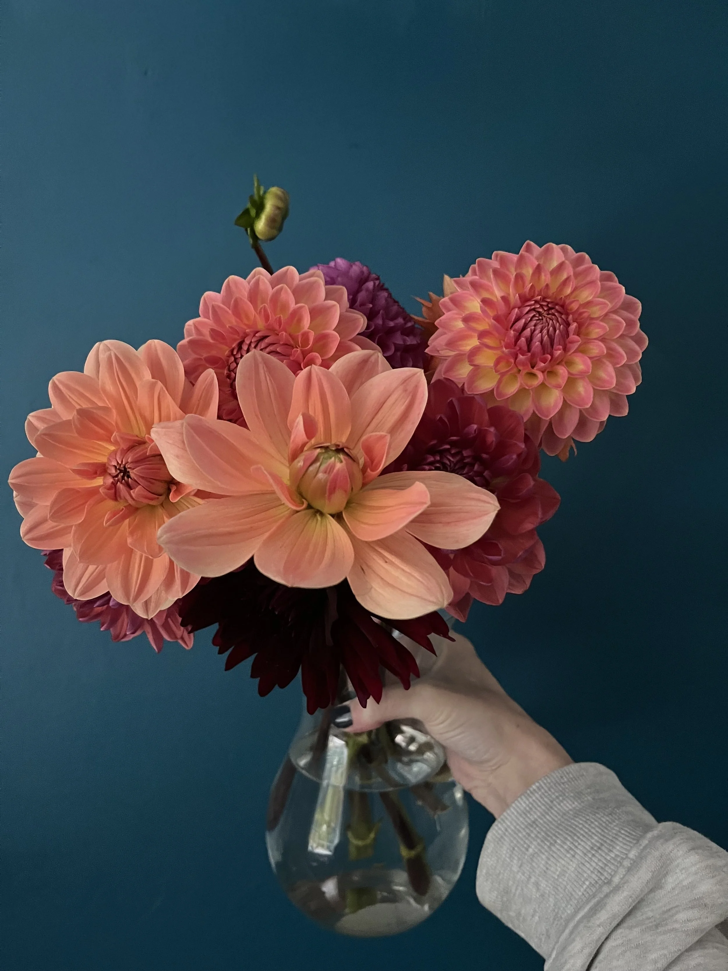 Dahlia Fields Visit
