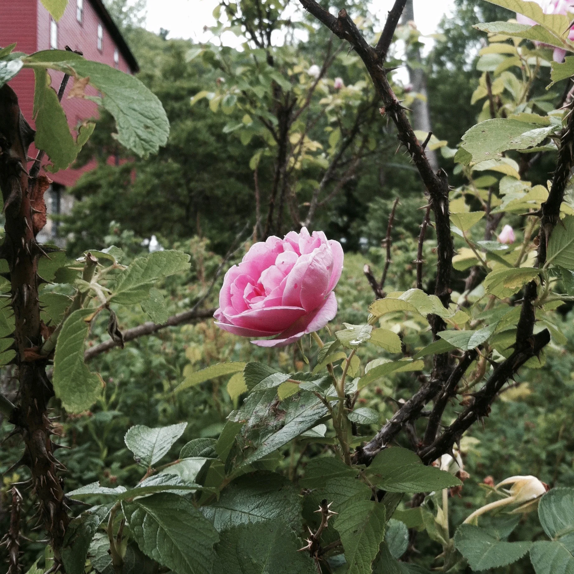 An appropriate reminder of the Season of the Rose Summer School. — N.M-Y. '15
