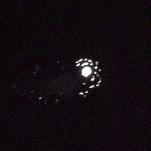 Unsuccessful attempt to capture the Moon in a puddle. — N.M-Y. 2015