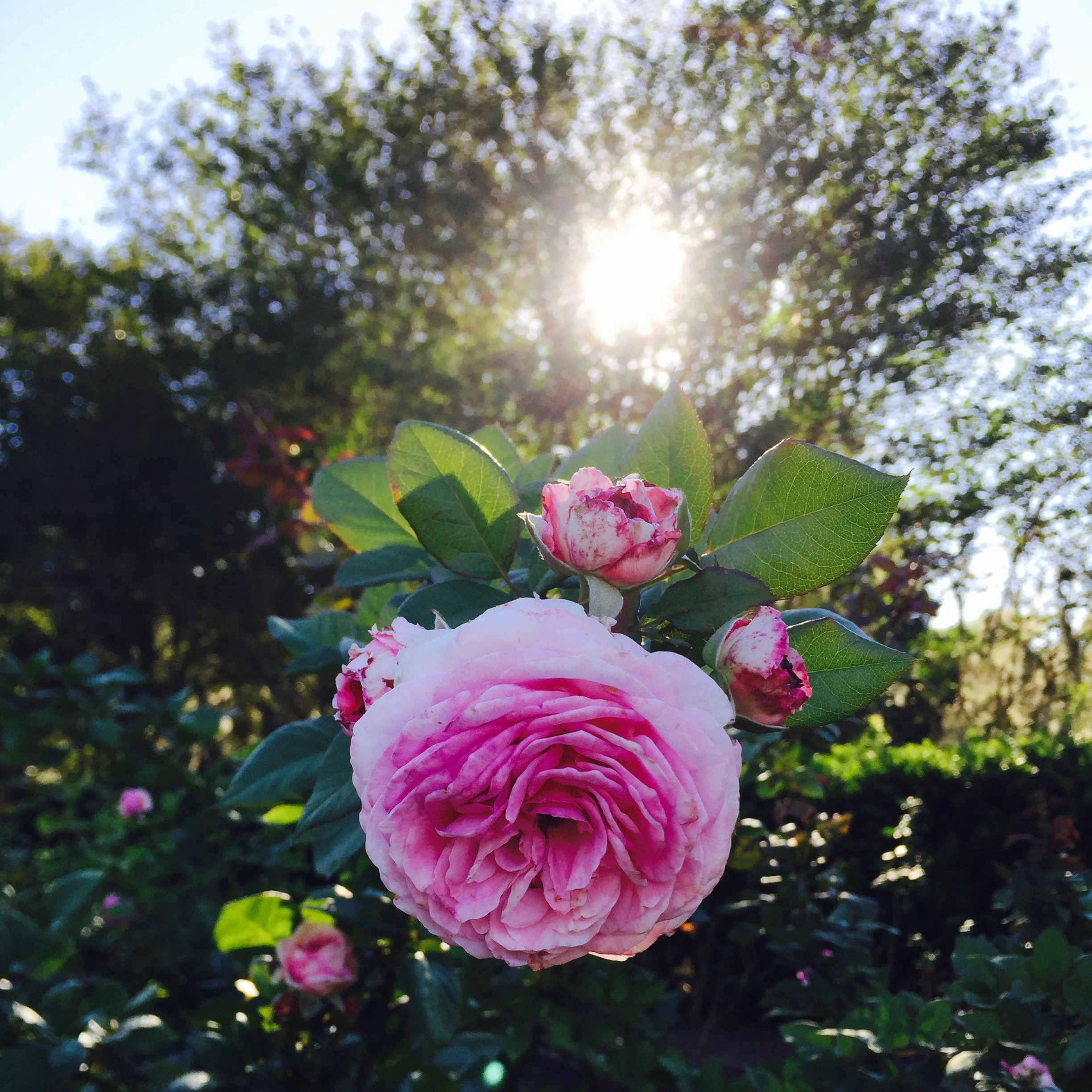 "Sunset Rose" (2017)