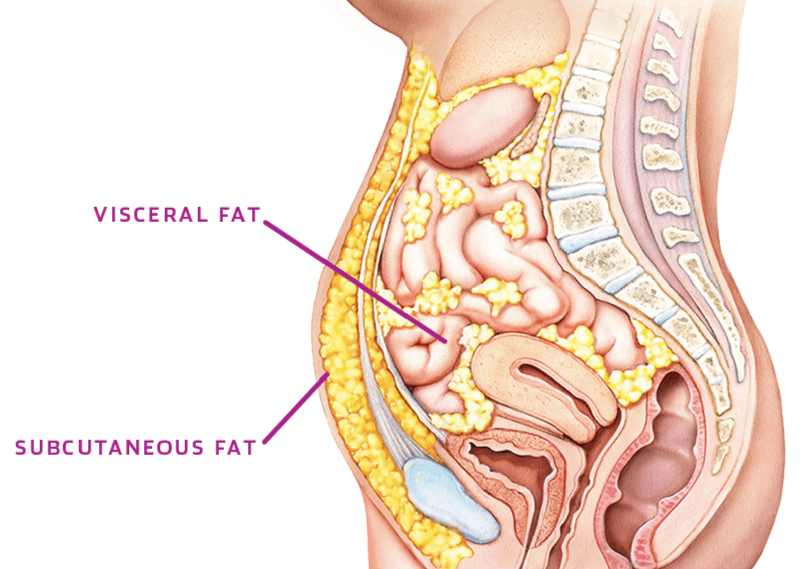 What Your Waistline Is Telling You