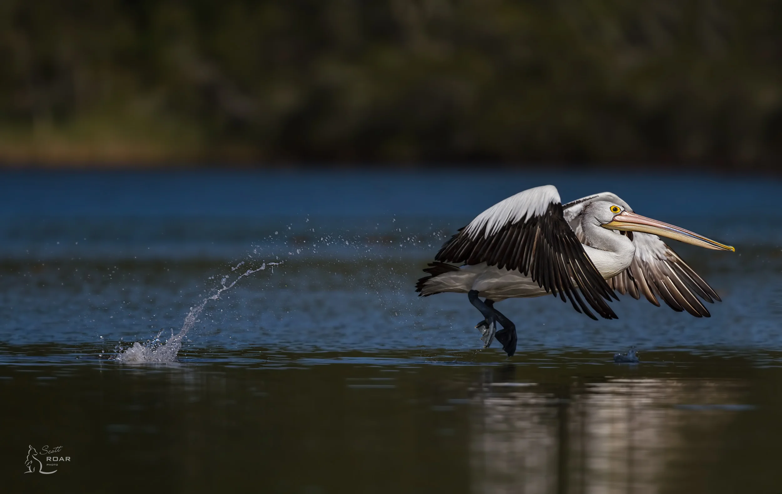 Pelican running on water. Canon 7D & 500mm F4