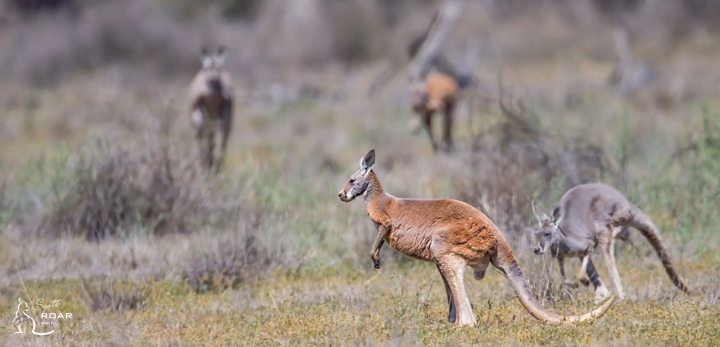 A Red and Grey Kangaroo in the private section of the Macquarie Marshes.
