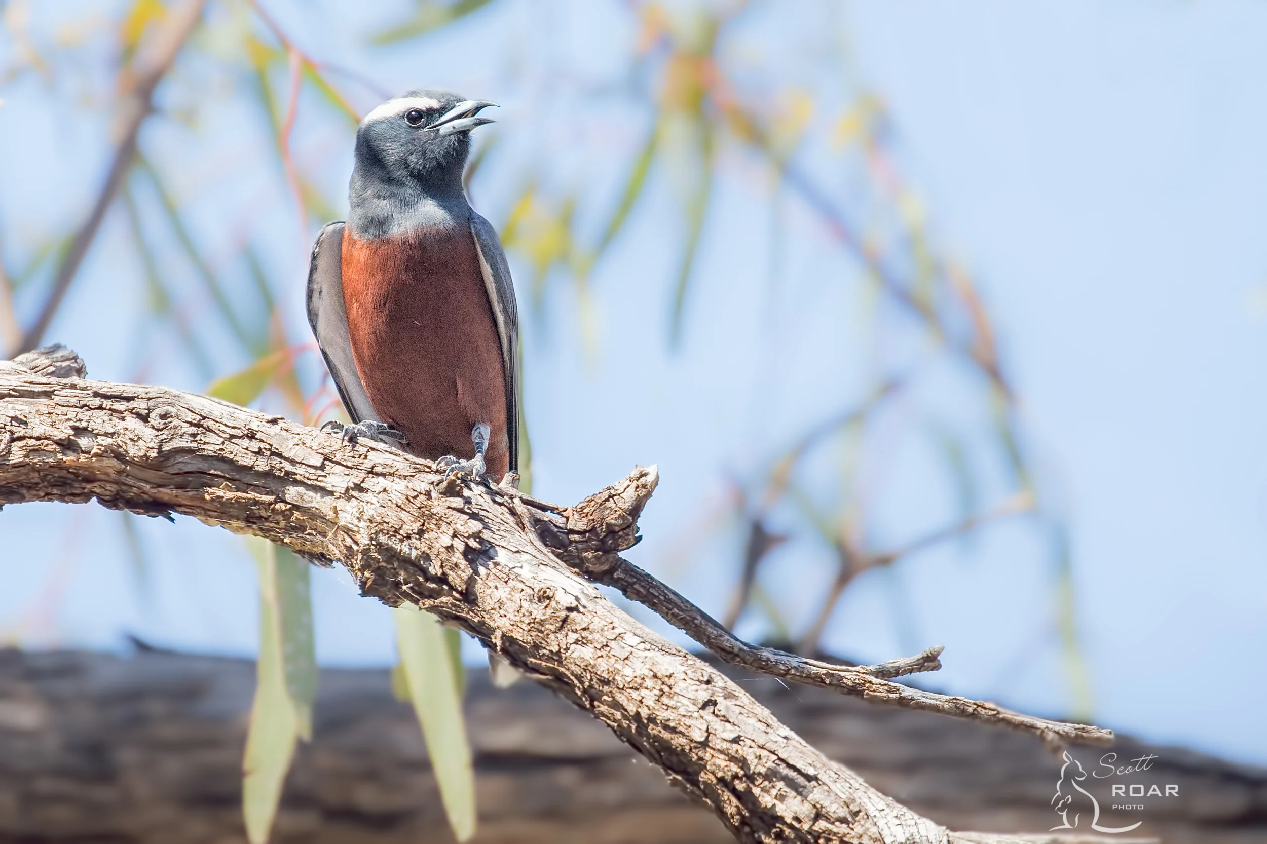 A White-browed Woodswallow at Macquarie Marshes