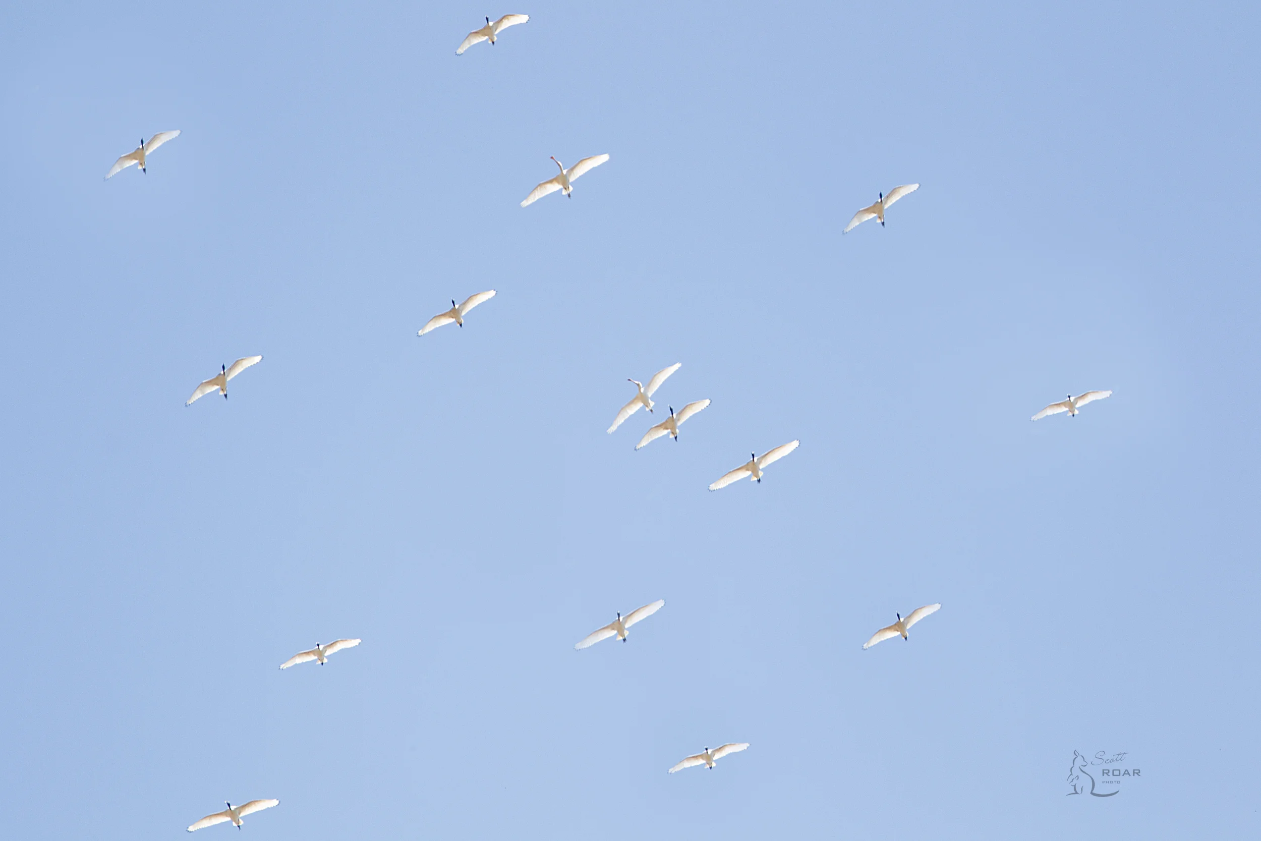 A flock of Ibis flying over with 2 Spoonbills mixed in, can you spot them?