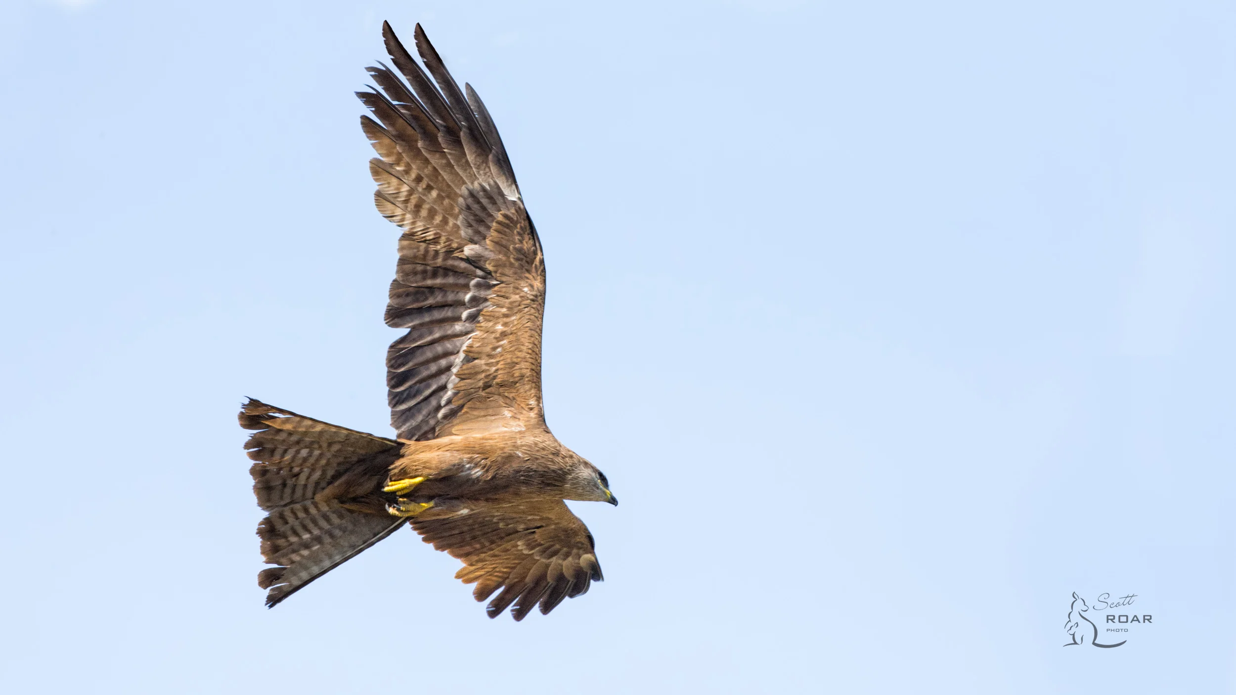 A Black Kite I spotted flying over the car coming home from Macquarie Marshes.