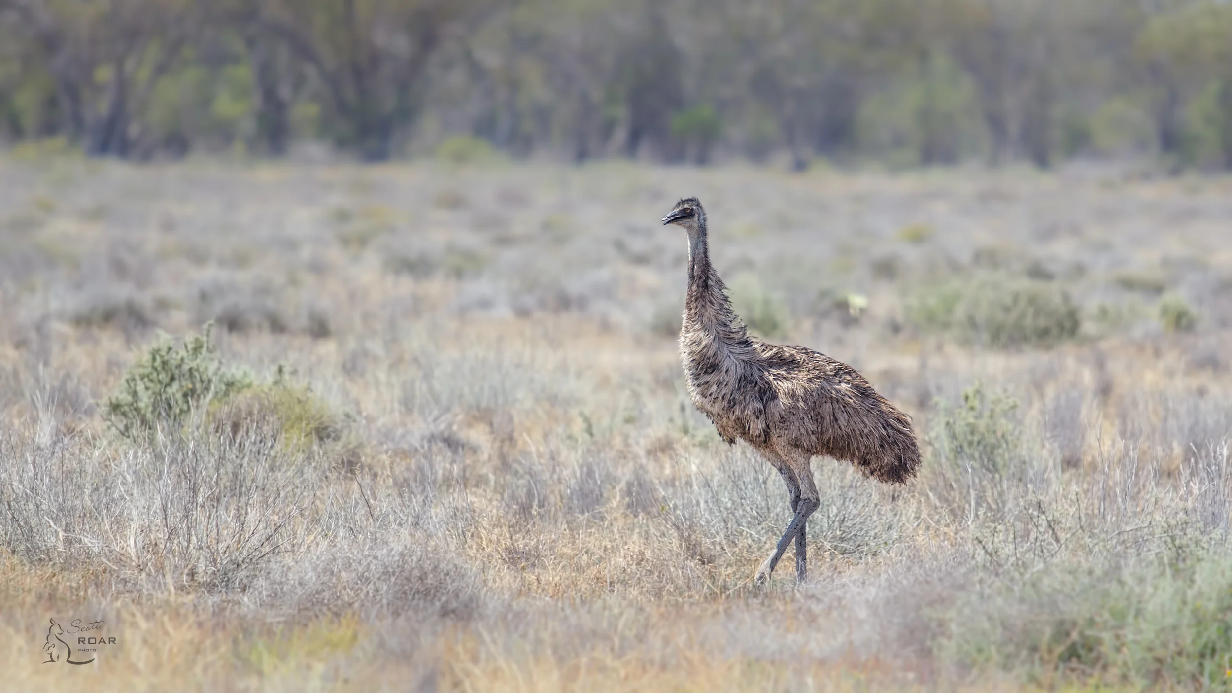 A lone Emu found at Lightning Ridge. 