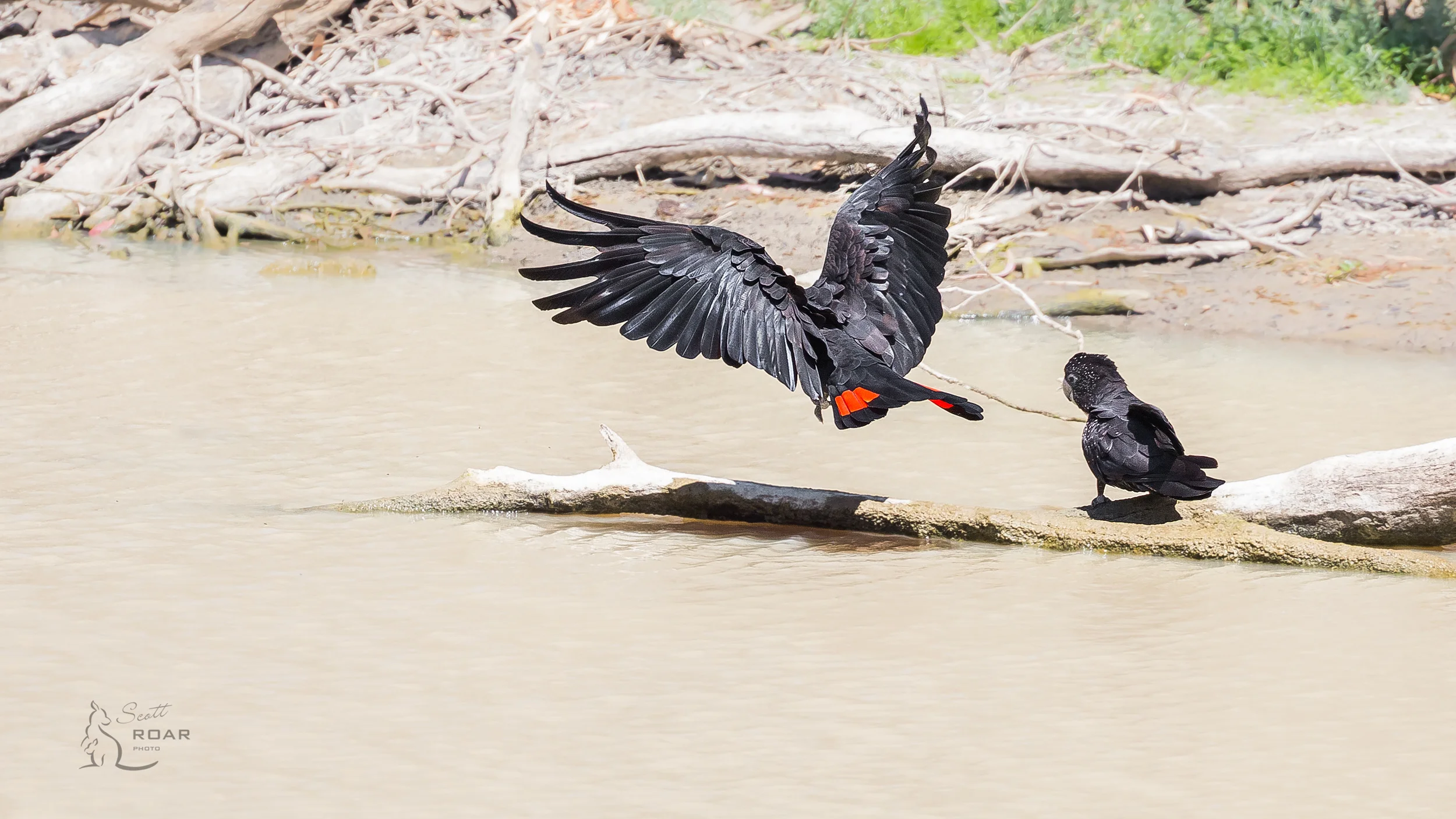 A pair of Red-tailed Black Cockatoos on the way to Narrabri. 