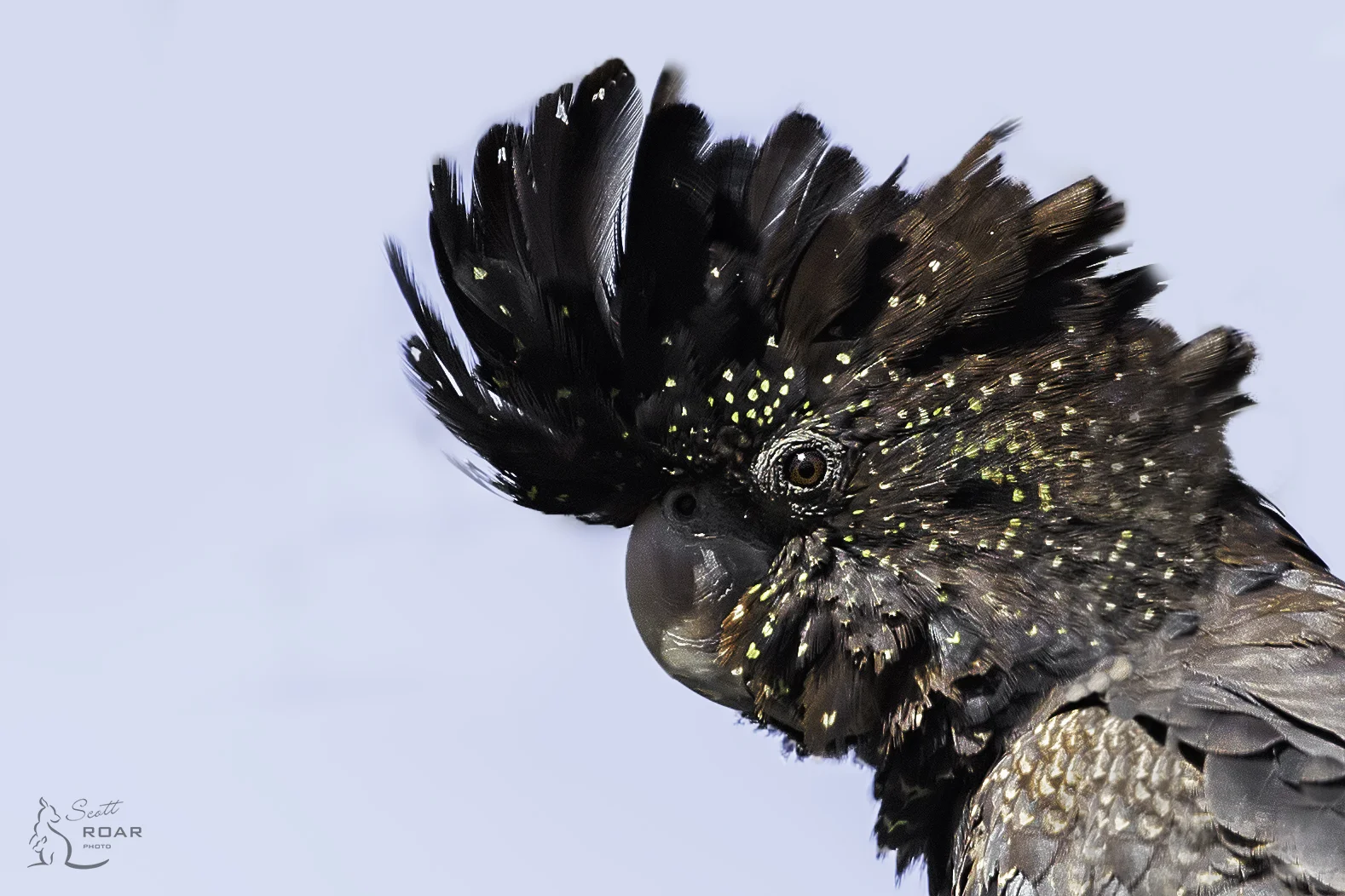 Close up of a Female Red-tailed Black Cockatoo