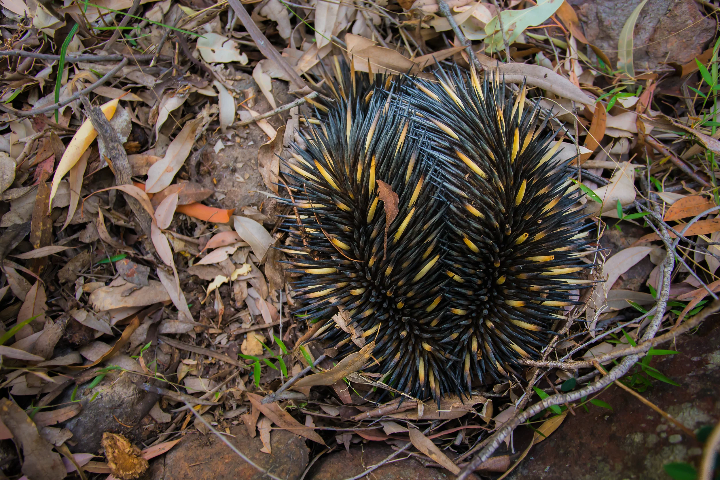 Echidna found in Waa Gorge.
