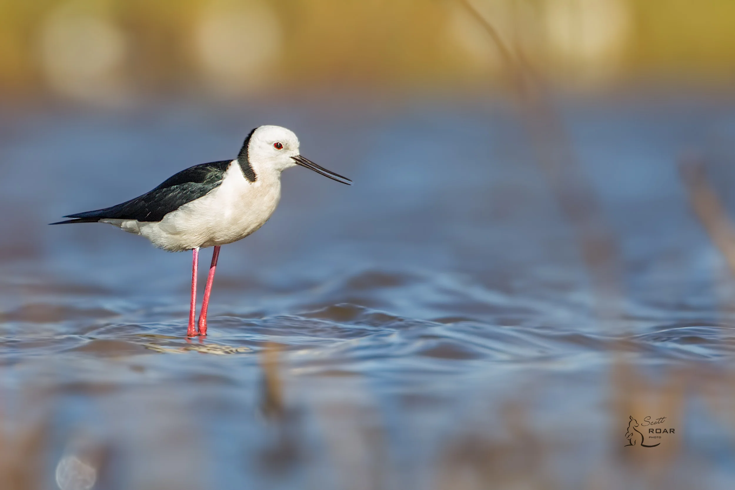 A Black-winged Stilt found at Narrabri Lake. 