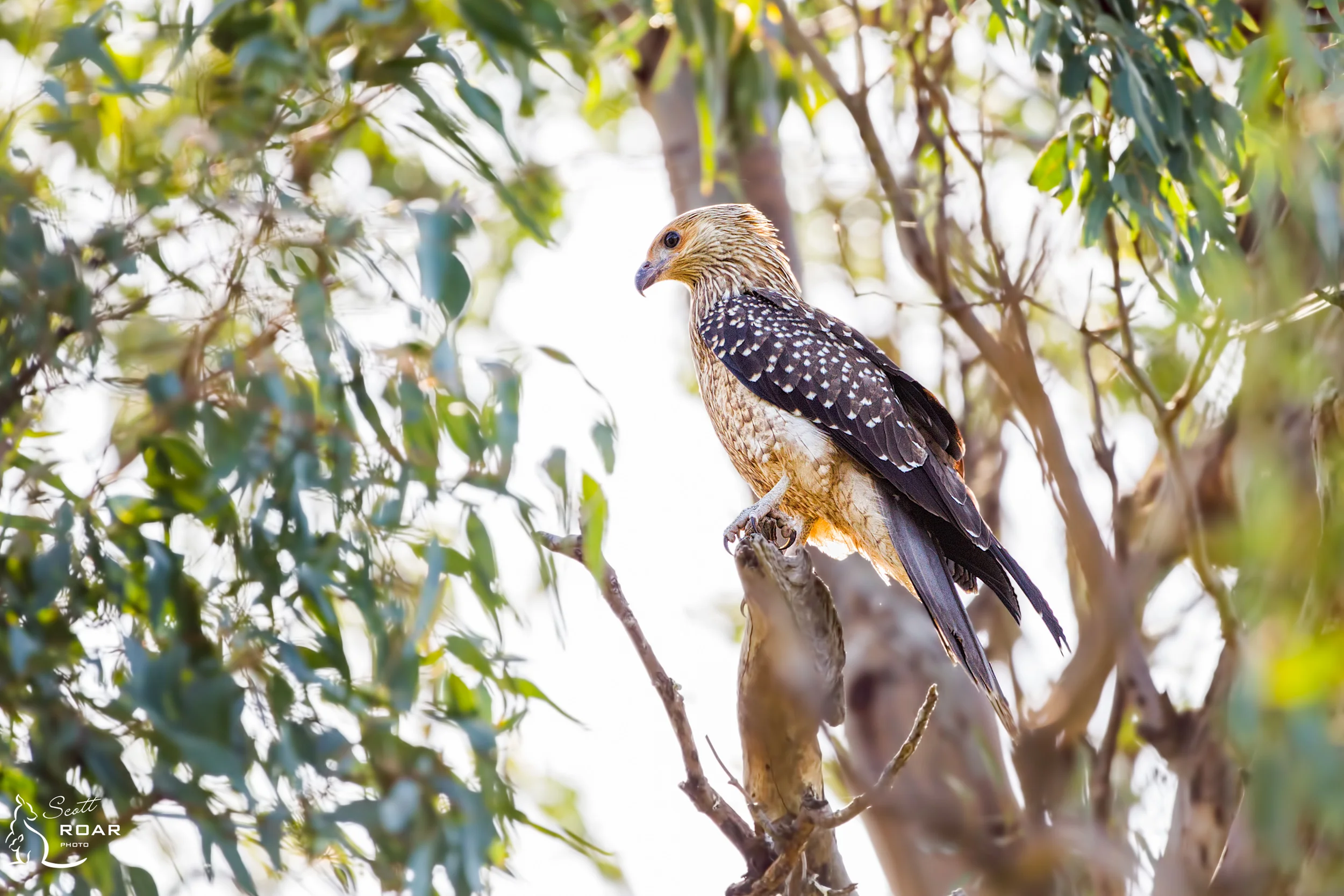 A Whistling Kite protecting its nest near Narrabri Lake. 