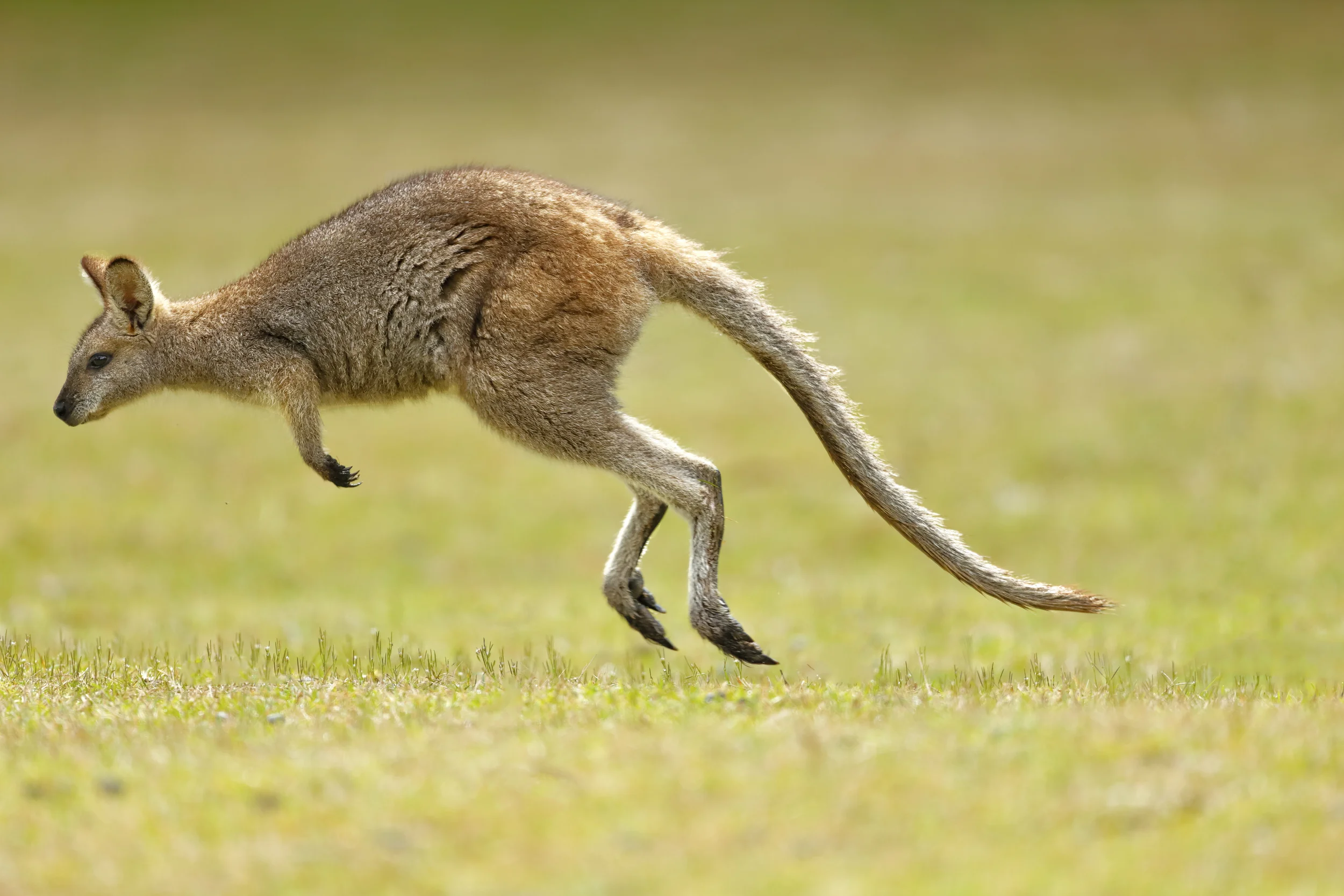 An example of getting low. Here I was about 15cm off the ground with my tripod which is the lowest my tripod can go. 