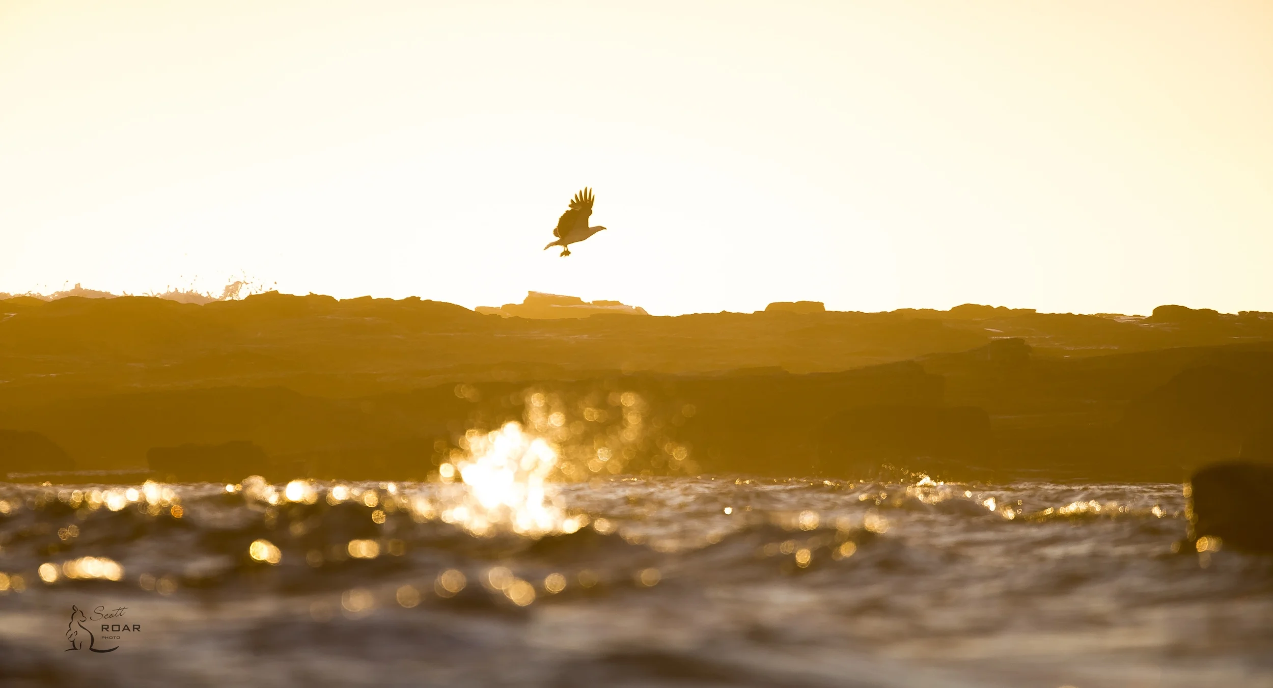 Sea Eagle with breakfast at Sunrise. 