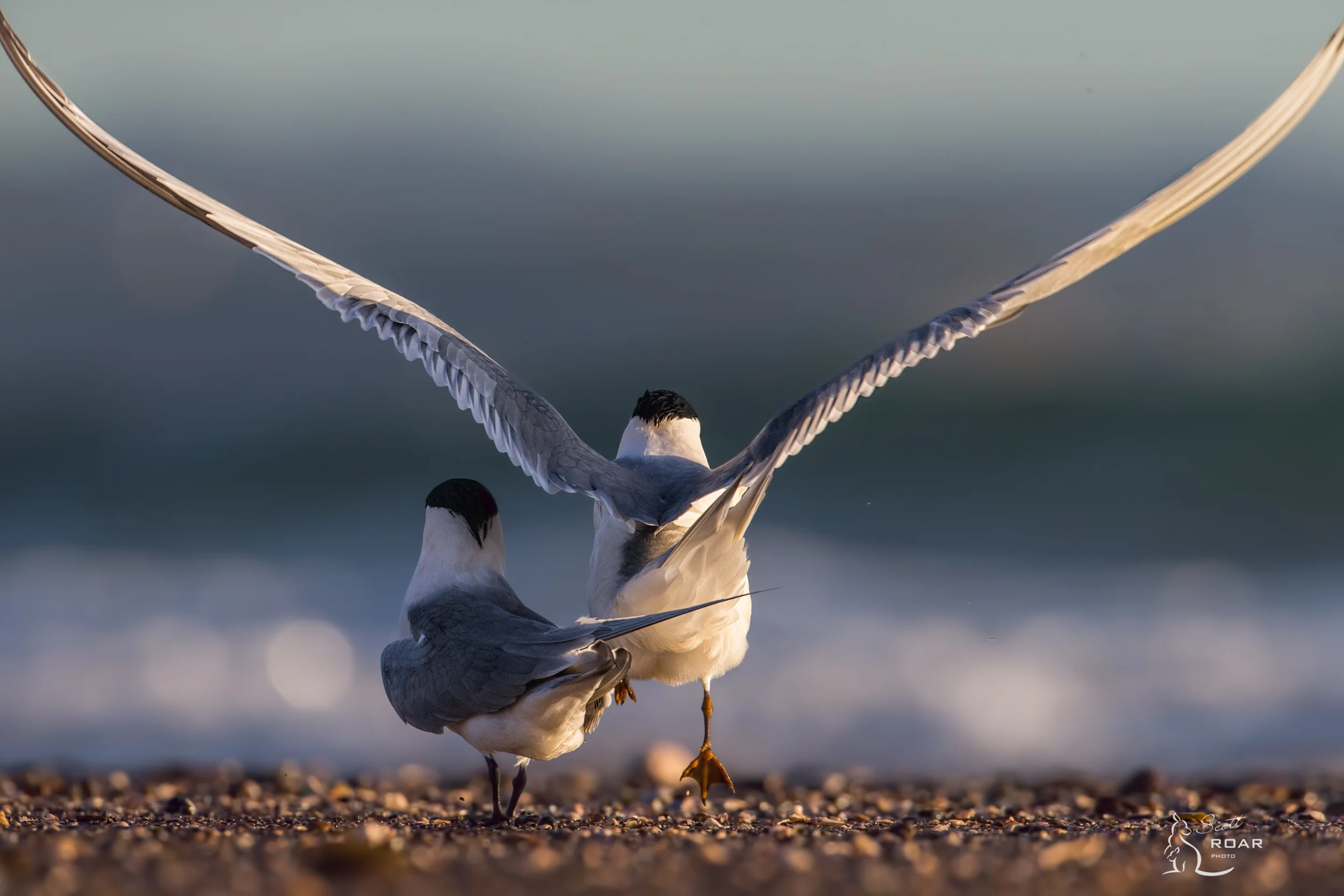 Crested Terns during a mating display. 