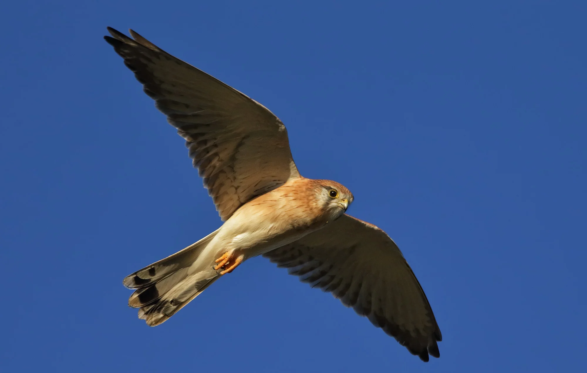 A08Z4923 TIF.jpg
