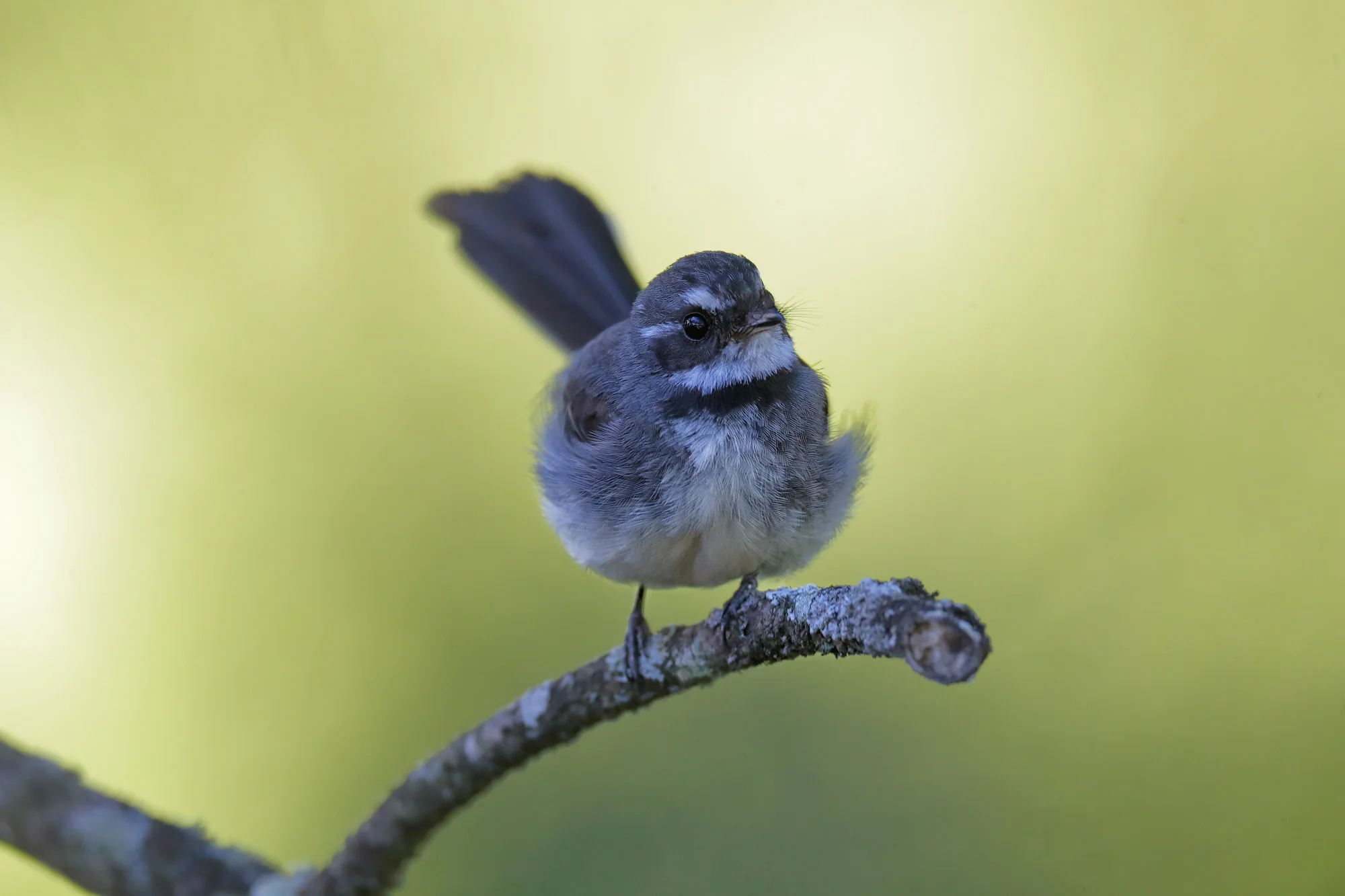 A08Z7923 TIF.jpg