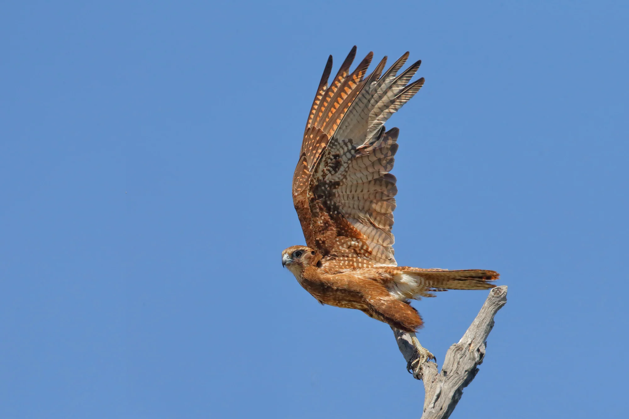 A08Z9925 TIF.jpg