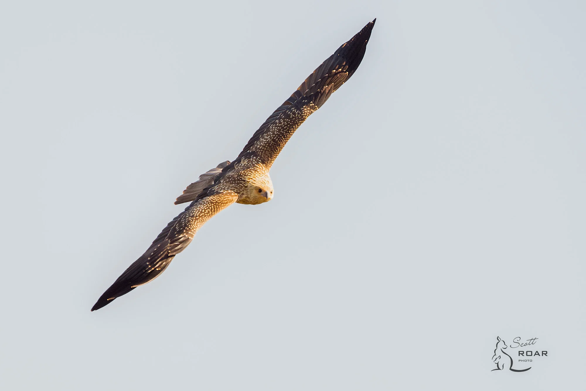 IMG_1530-Edit.jpg