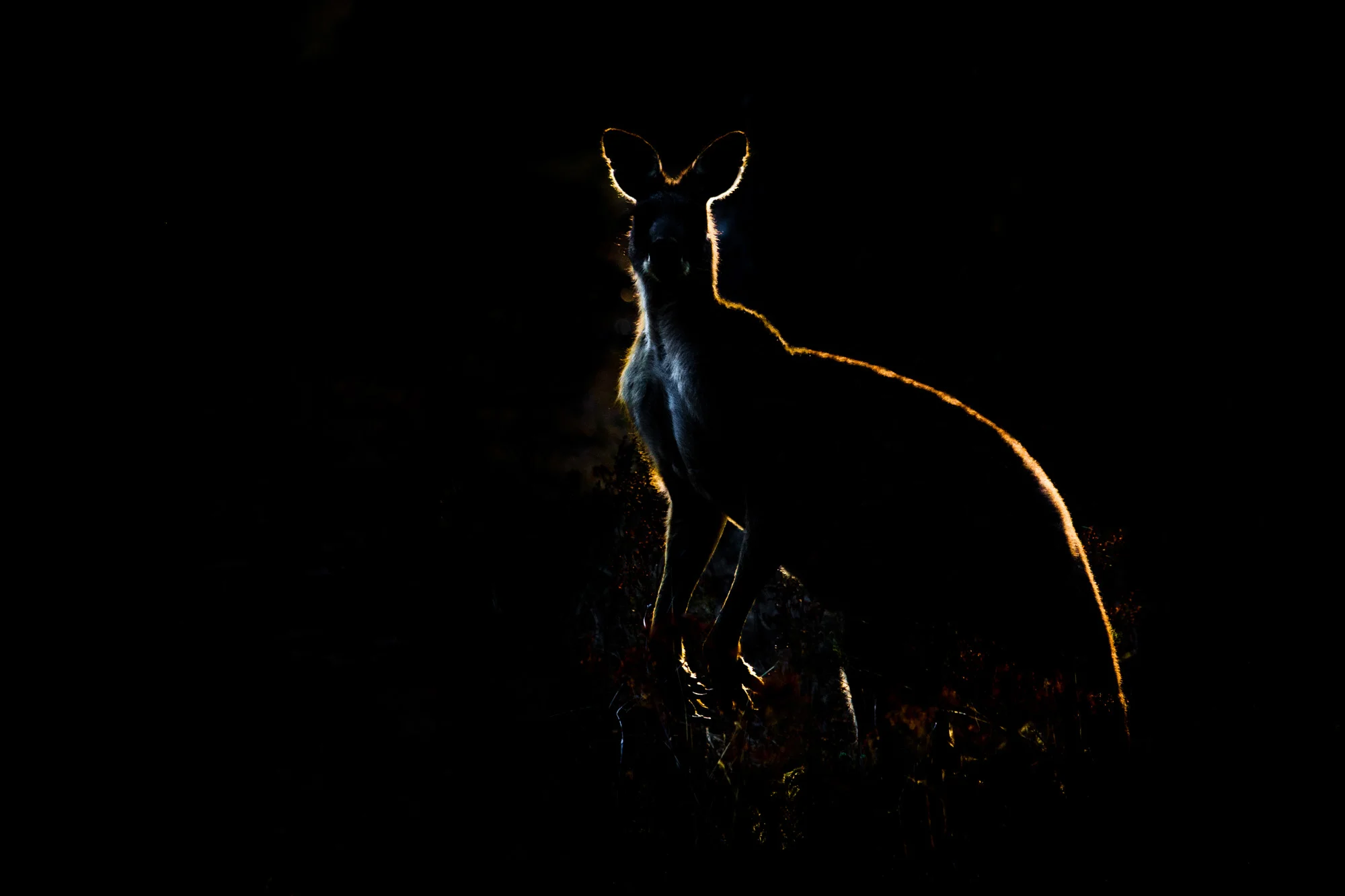 grey kangaroo male back lit.jpg