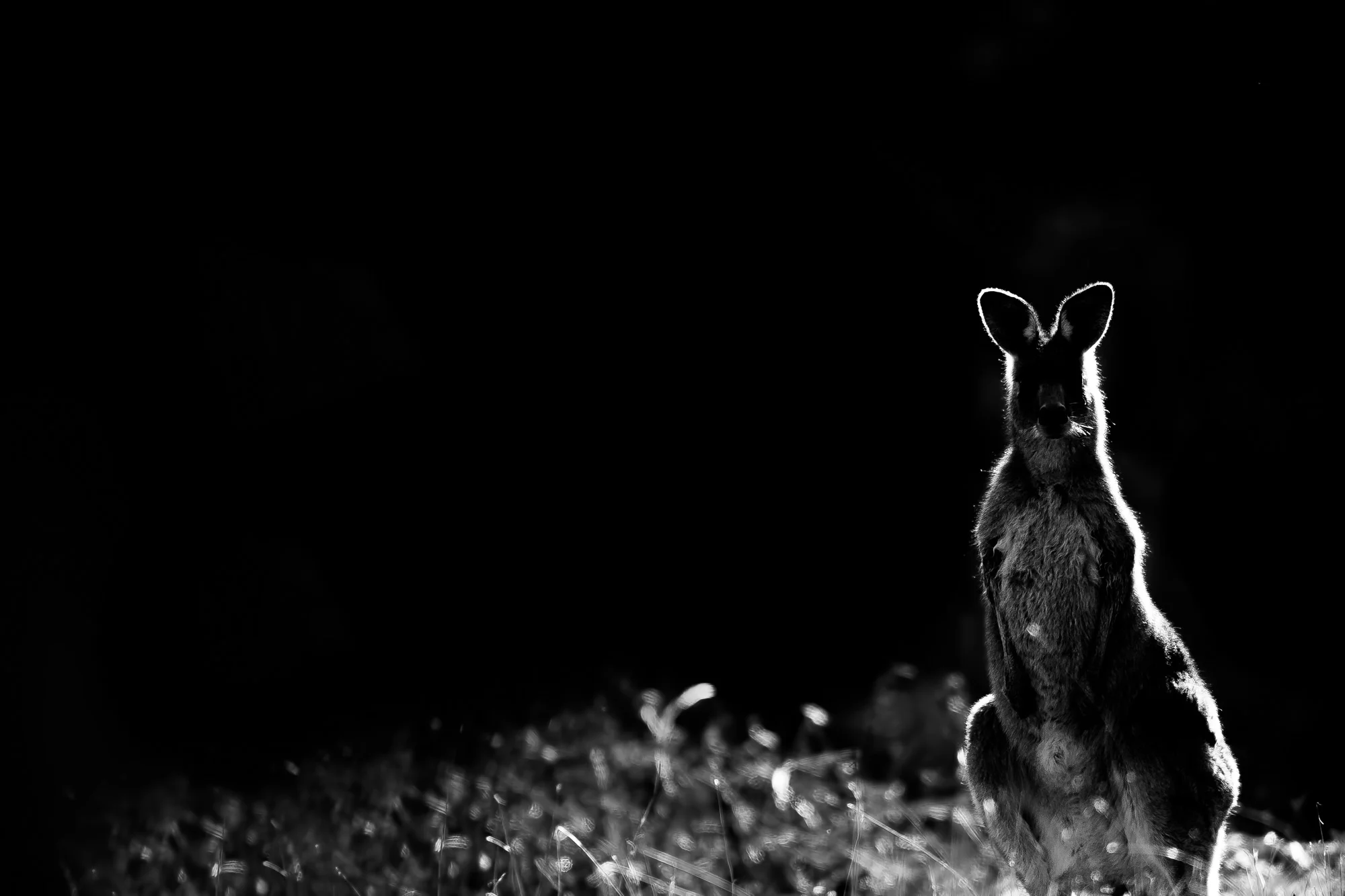 _CGX2100-Edit.jpg