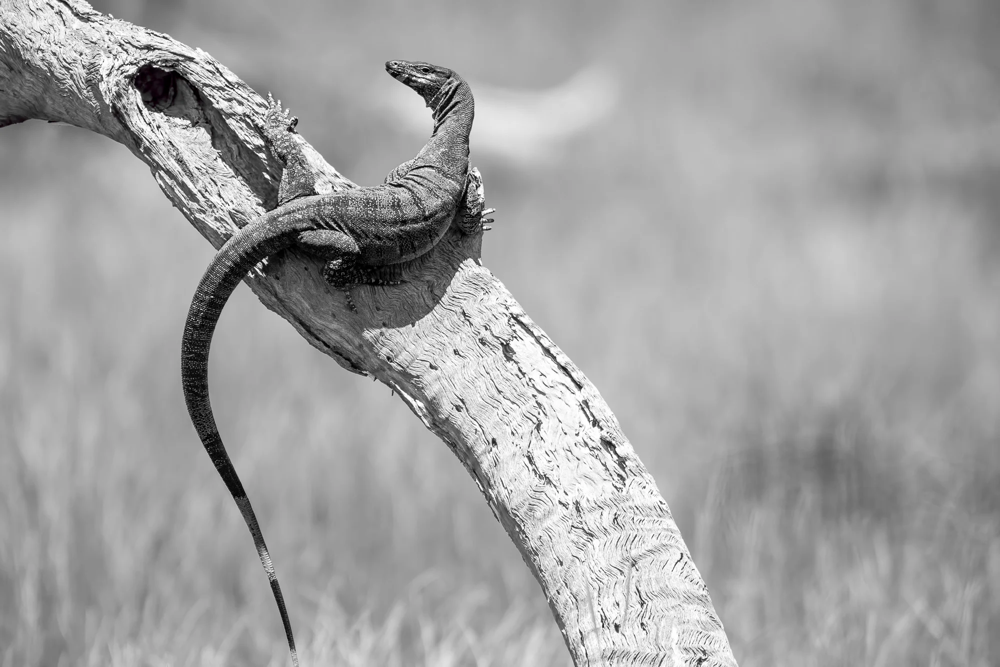 _CGX3720-Edit.jpg