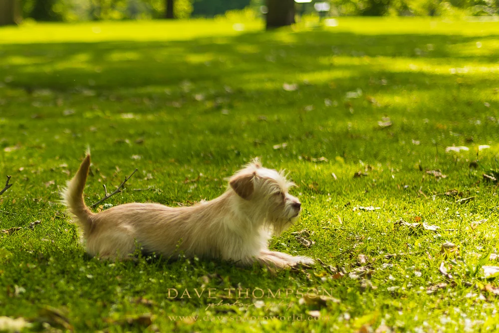 This little guy found a patch of sun to take lay down for a rest!