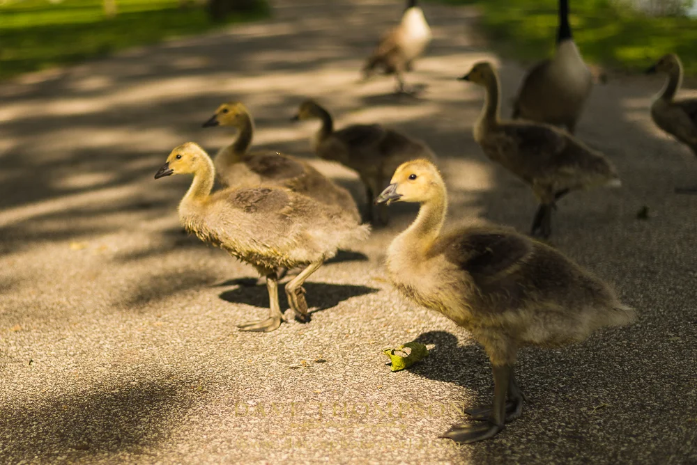 As I strolled through the park, it was clear that spring was here and the wildlife were enjoying the park just as much as the people!
