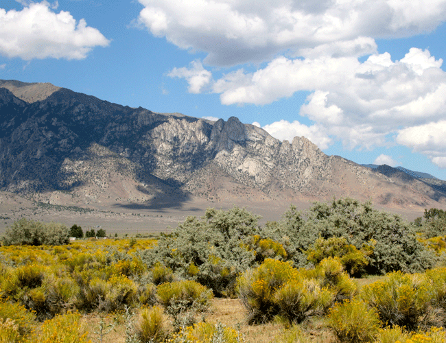 Rabbit-Brush-View.gif