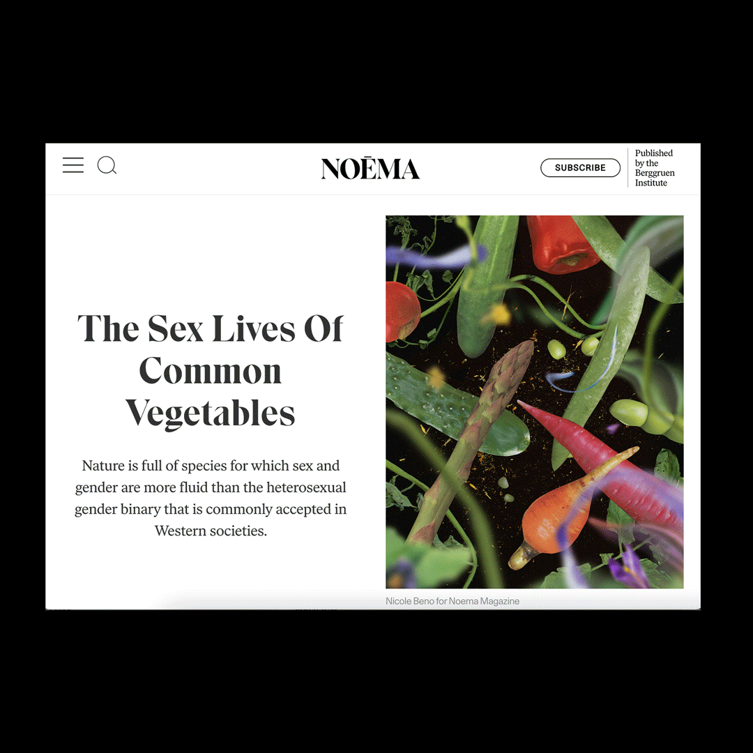 Noema Mag Artwork Sex Life of Common Vegetables
