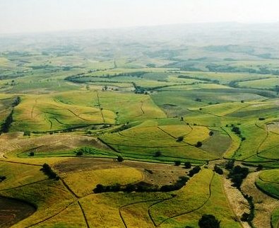 Rolling sugar cane fields of Kwa-Zulu Natal