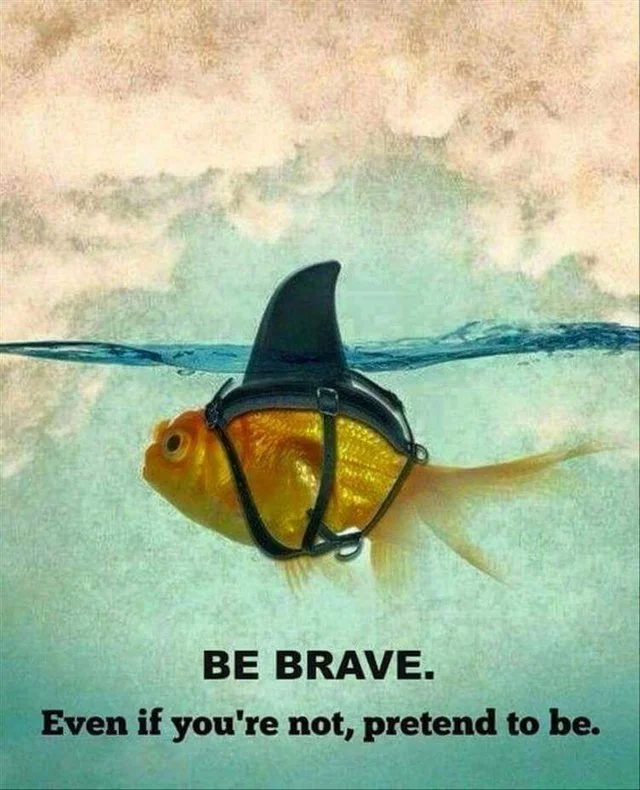 goldfish shark.jpg