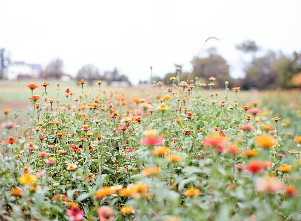 Hope Flower Farm