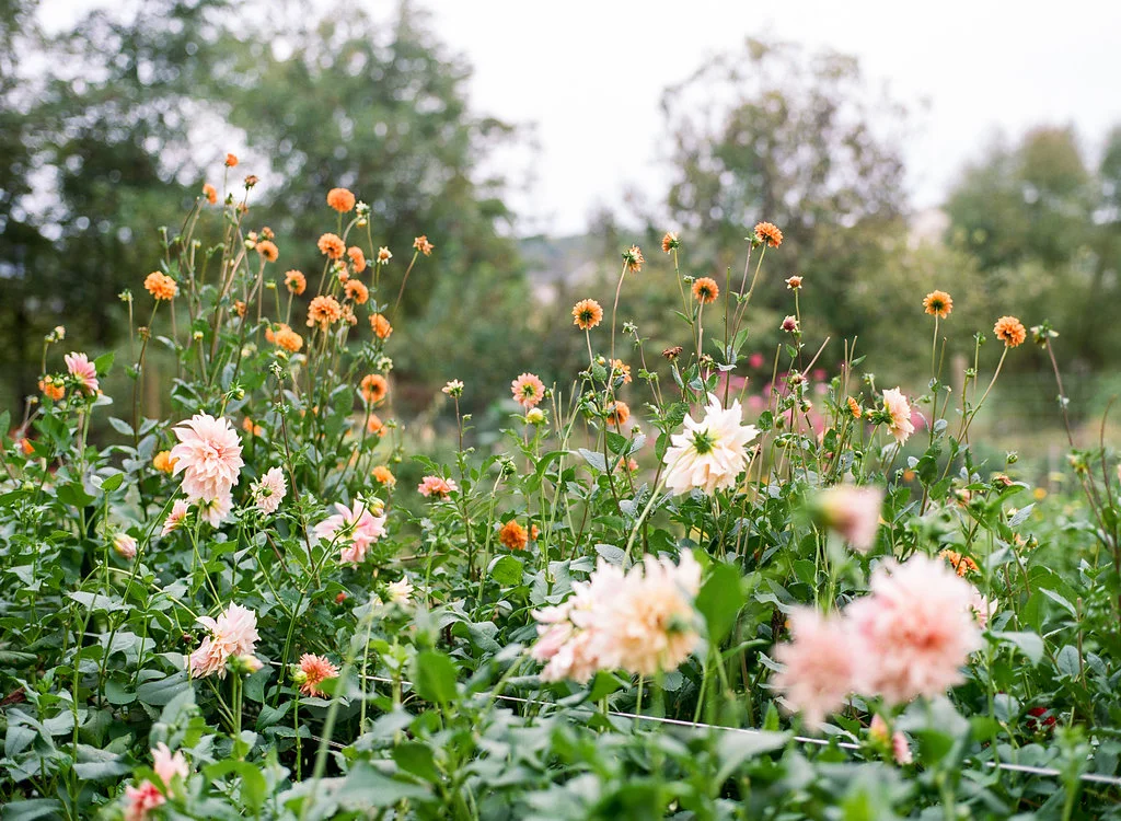 Hope Flower Farm