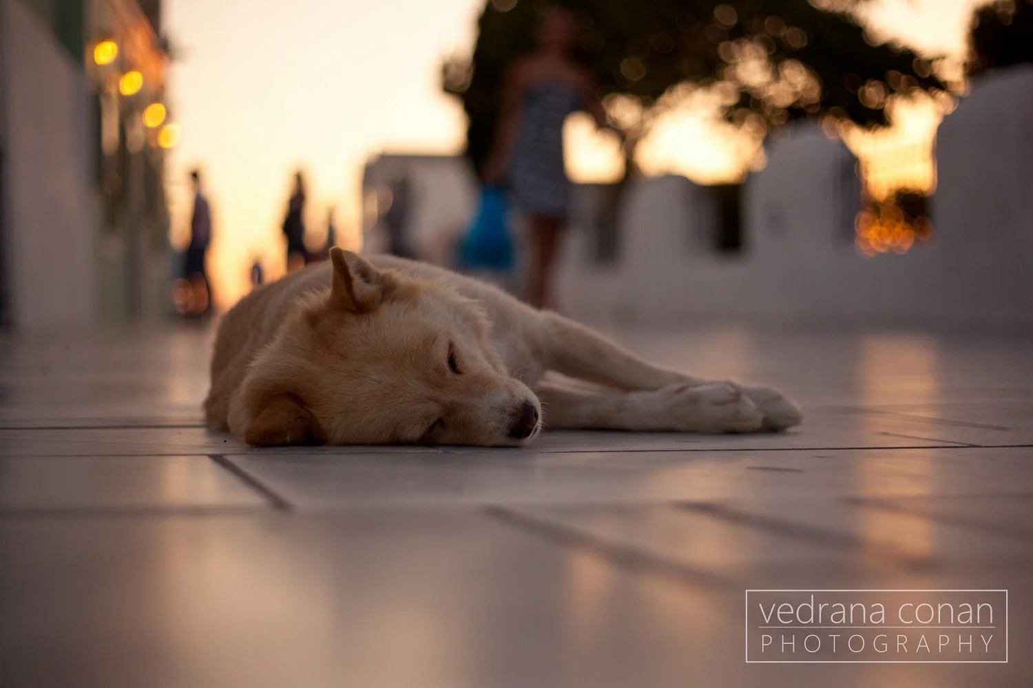 Sleepy dogs of Oia - Santorini, Greece
