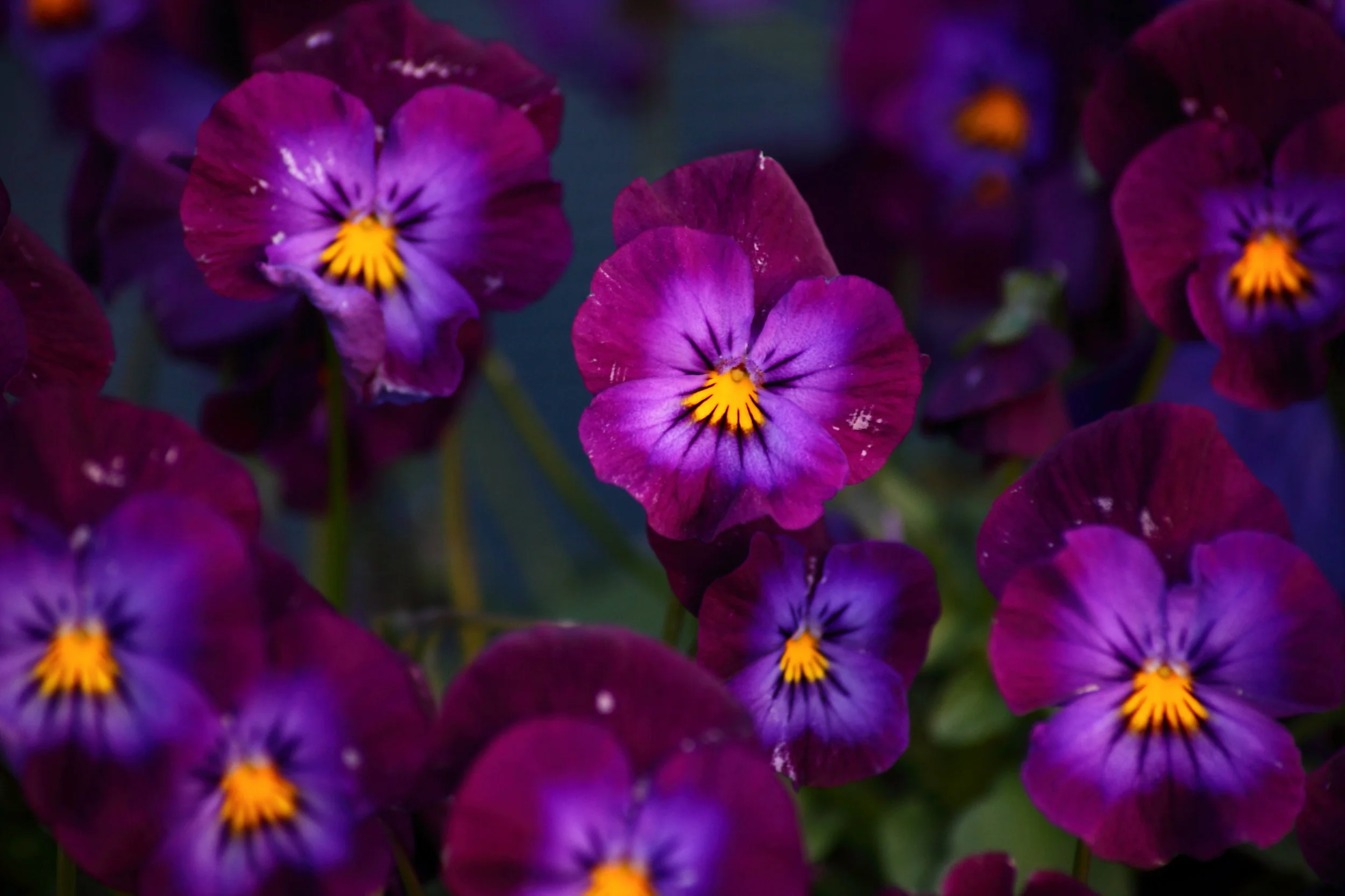 Purple-pansy-spring-flowers_-_West_Virginia_-_ForestWander.jpg