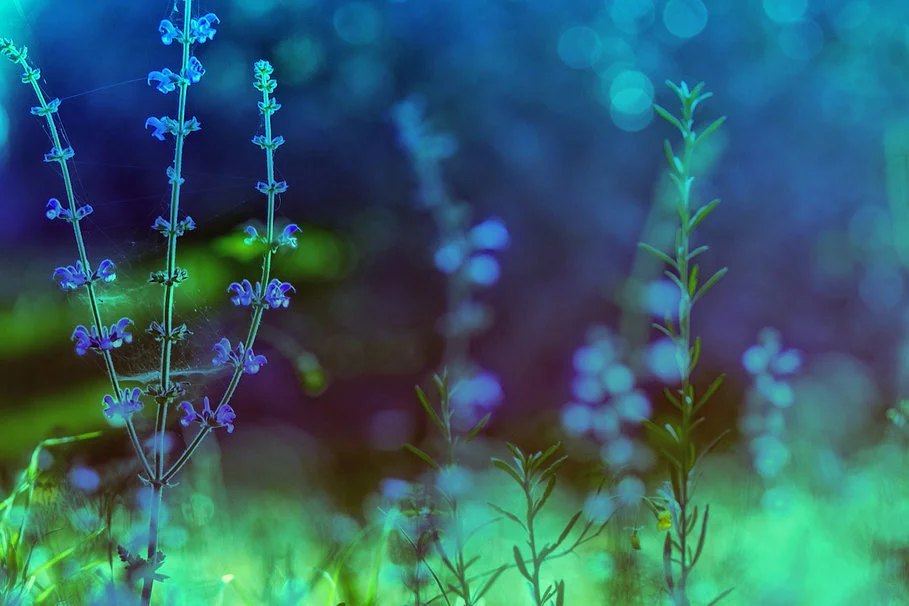 226627__flowers-plants-green-blue-colors-nature-processing-macro_p.jpg