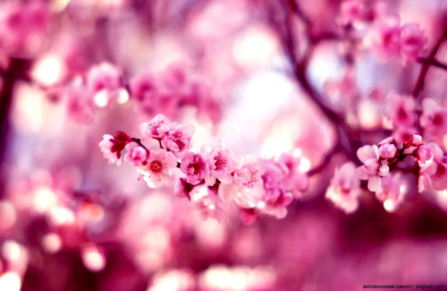 spring-sakura-cherry-pink-flower-macro-bokeh-photo-hd-wallpaper.jpg