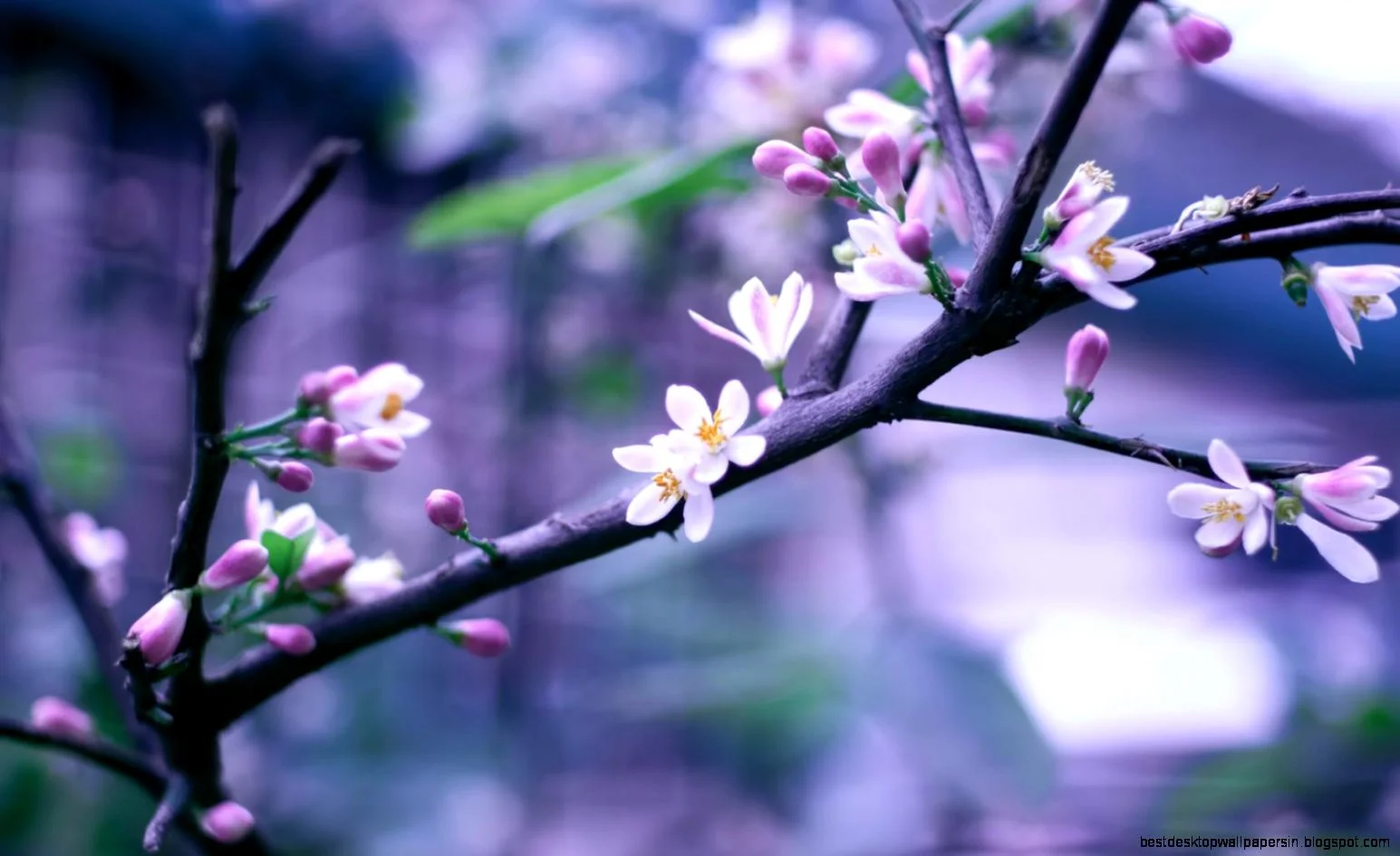 spring-branch-twig-flowers-pink-bloom-bokeh-hd-wallpaper-374588.jpg